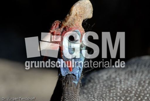 Perlhuhn (6 von 8).jpg